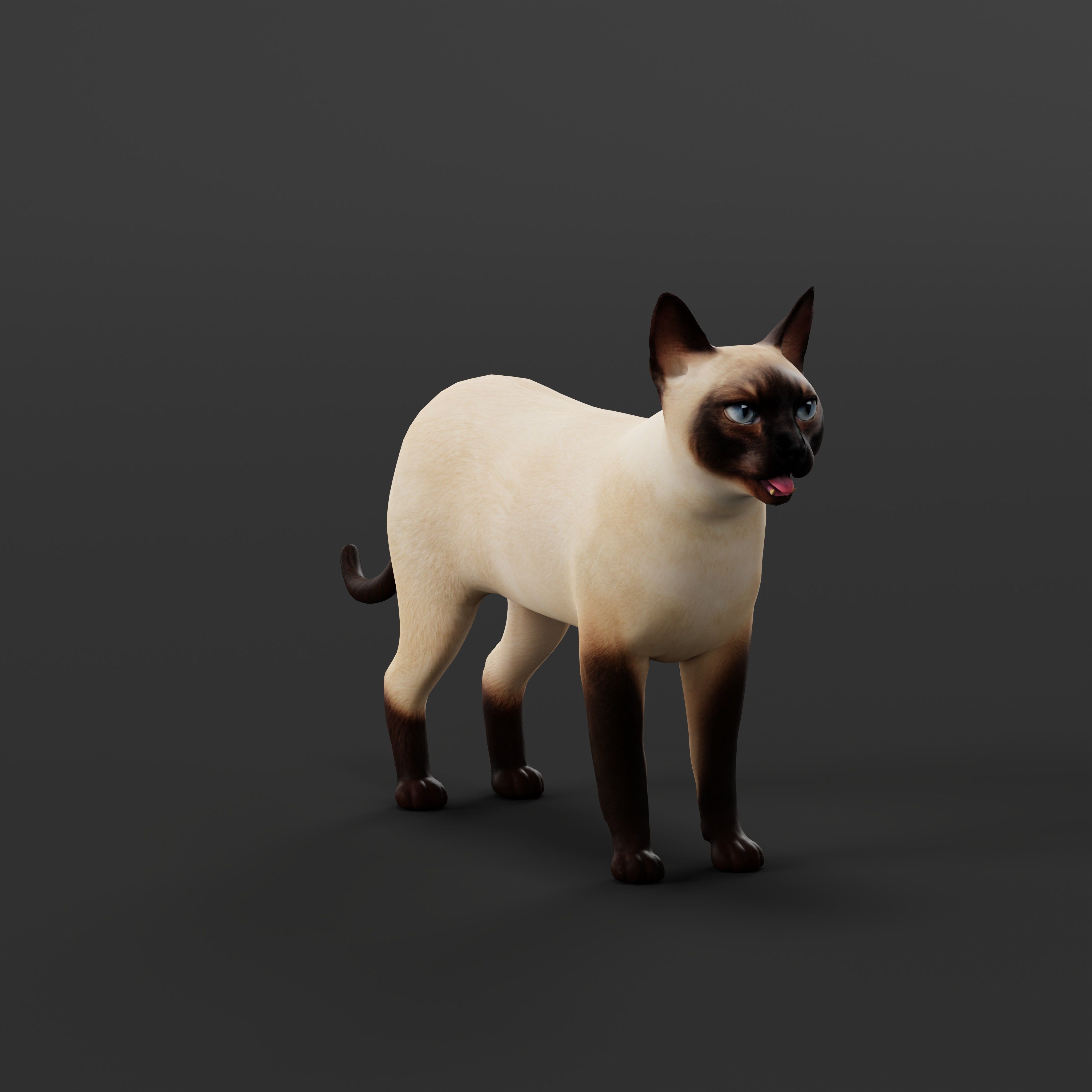 Tonkinese Cat Low-poly 3D model_32