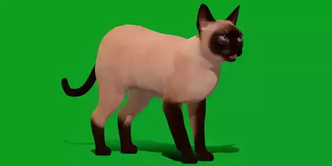 Tonkinese Cat Low-poly 3D model