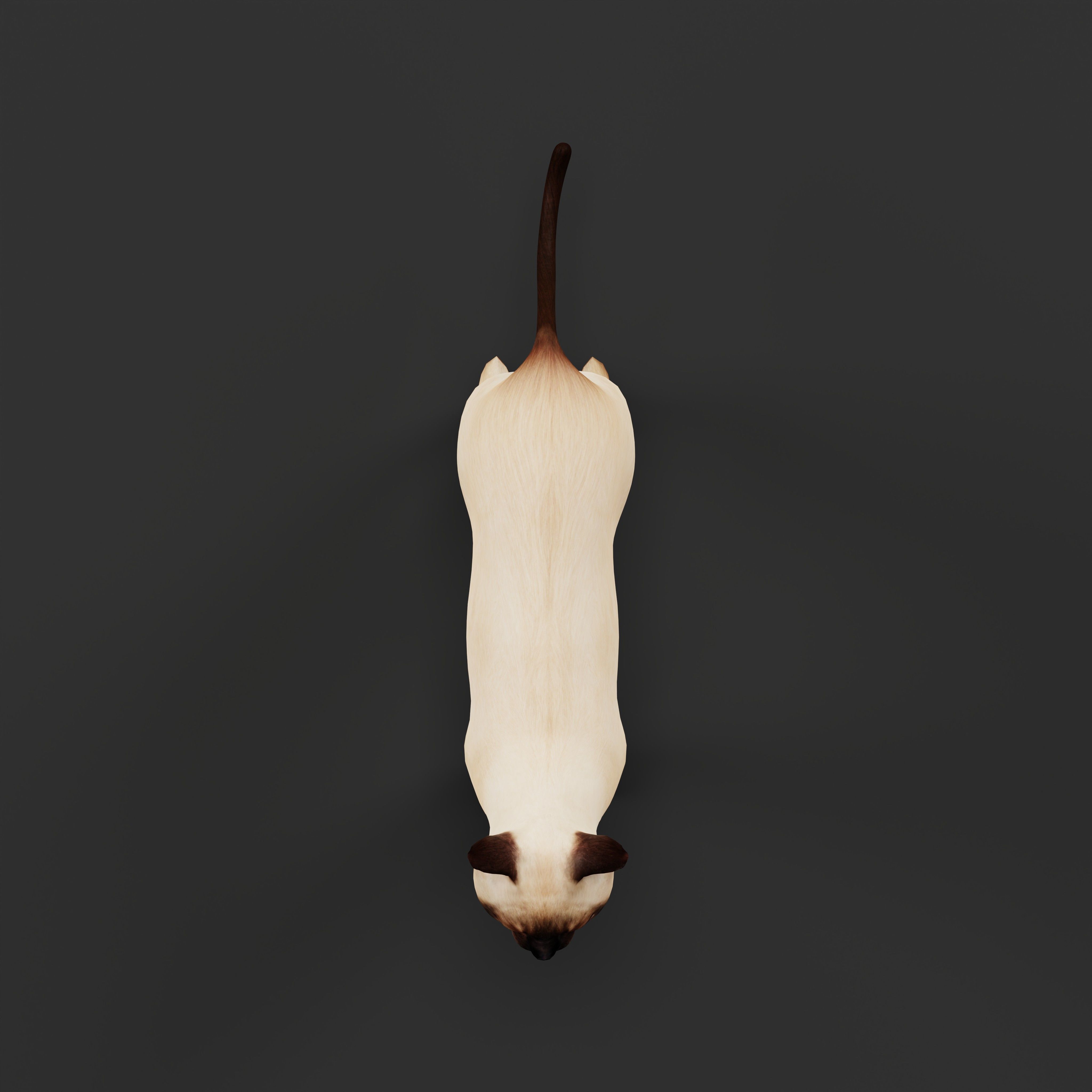 Tonkinese Cat Low-poly 3D model_35