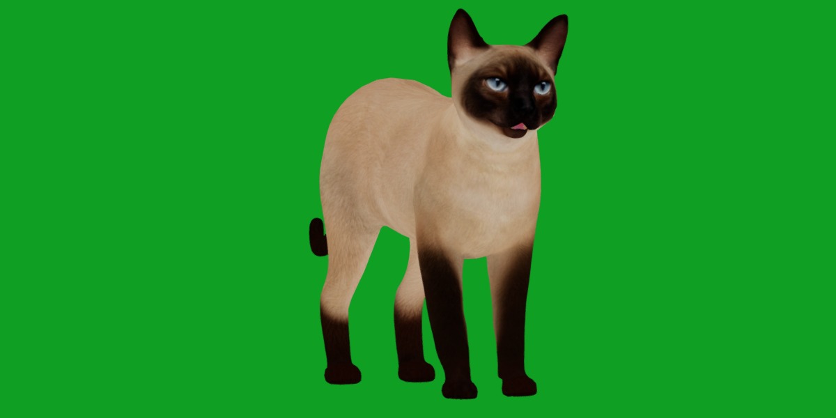 Tonkinese Cat Low-poly 3D model_28
