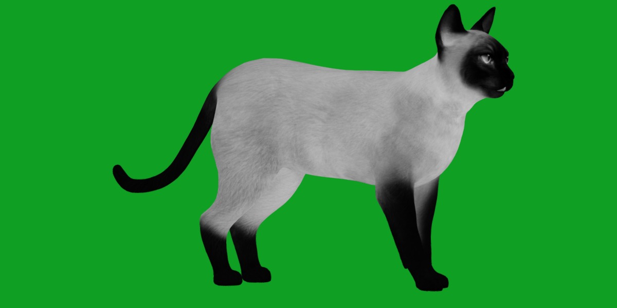 Tonkinese Cat Low-poly 3D model_6
