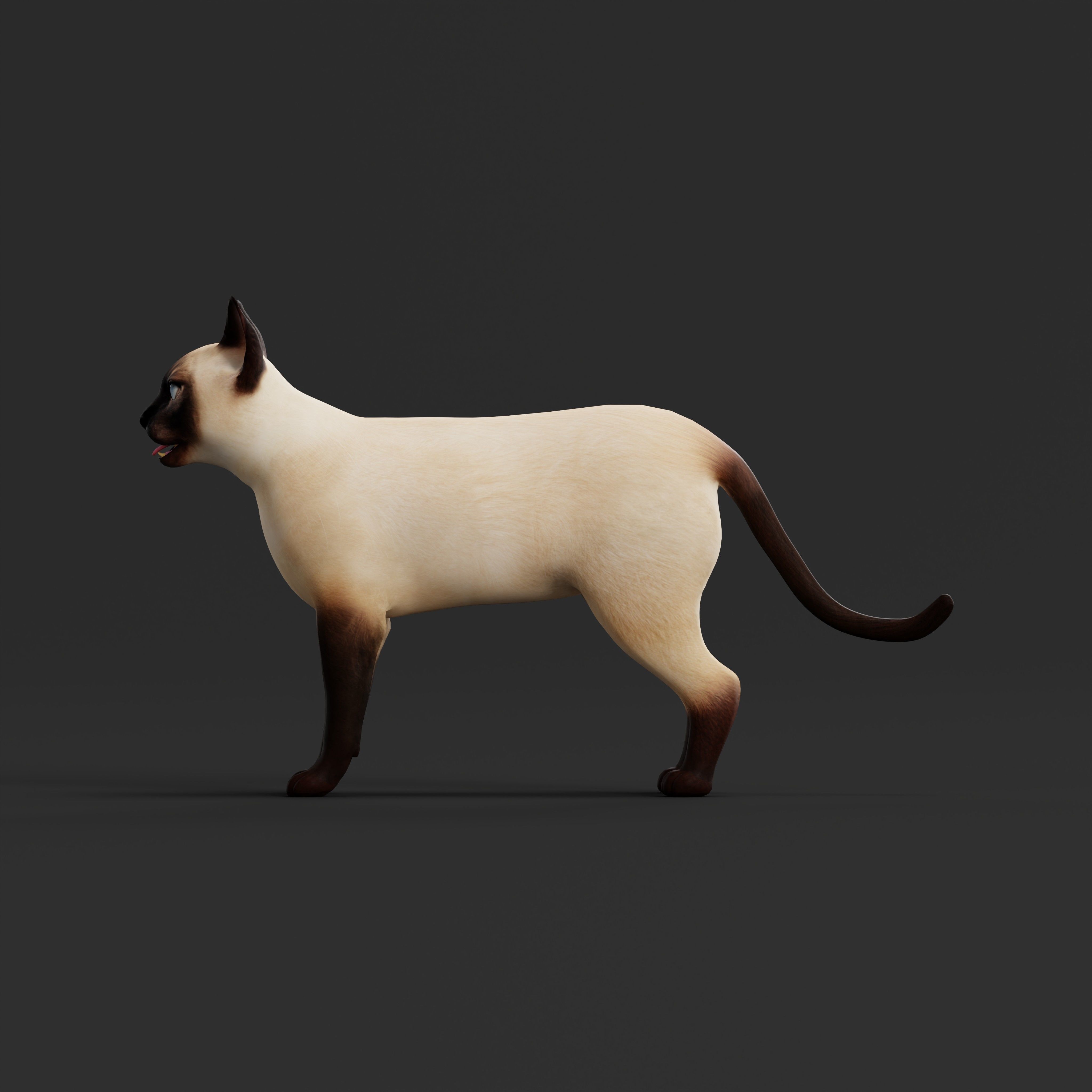Tonkinese Cat Low-poly 3D model_34