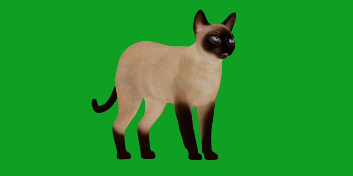 Tonkinese Cat Low-poly 3D model_23