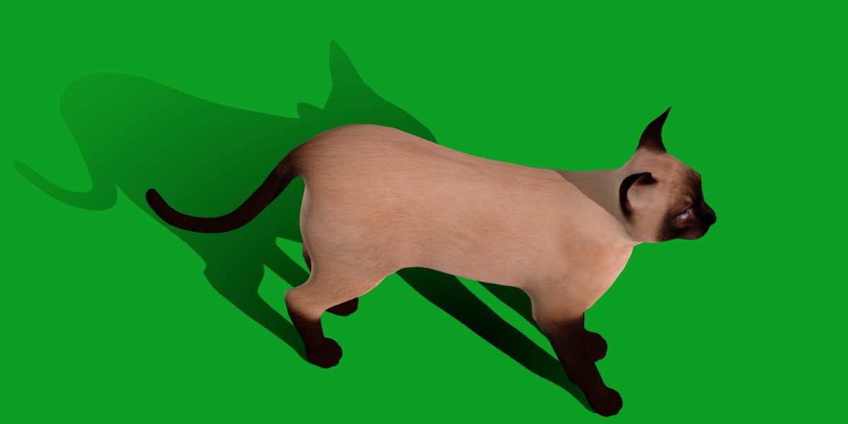 Tonkinese Cat Low-poly 3D model_25