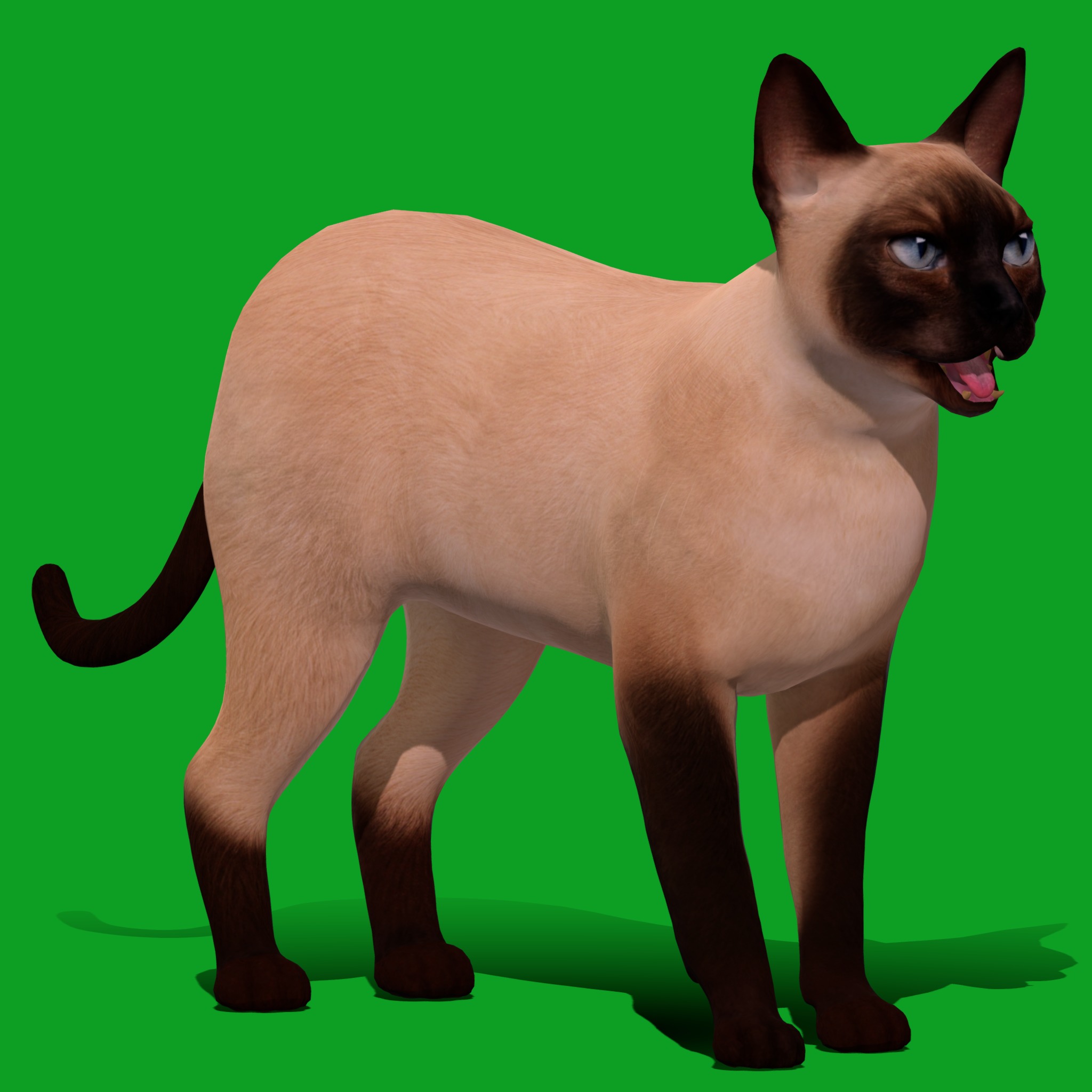 Tonkinese Cat Low-poly 3D model_21