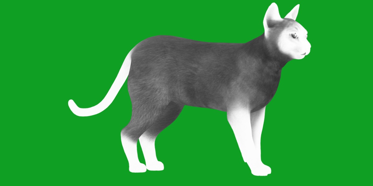 Tonkinese Cat Low-poly 3D model_5