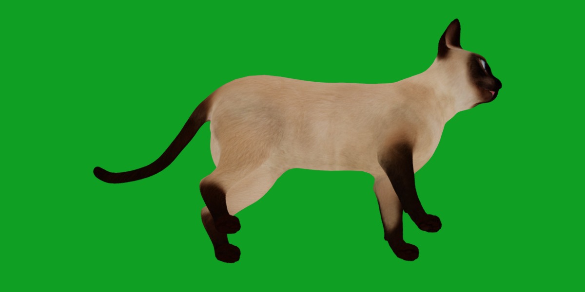 Tonkinese Cat Low-poly 3D model_24