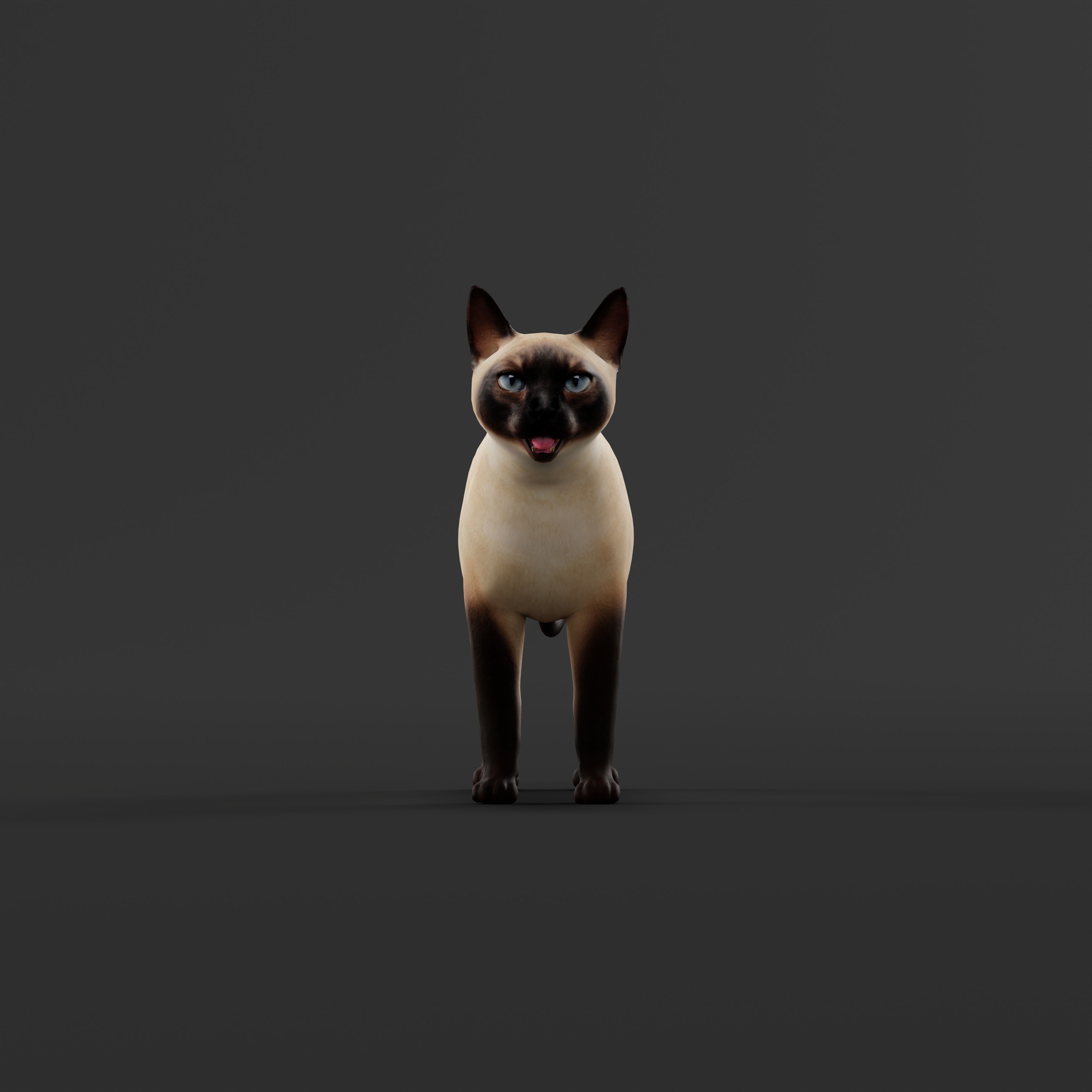 Tonkinese Cat Low-poly 3D model_33