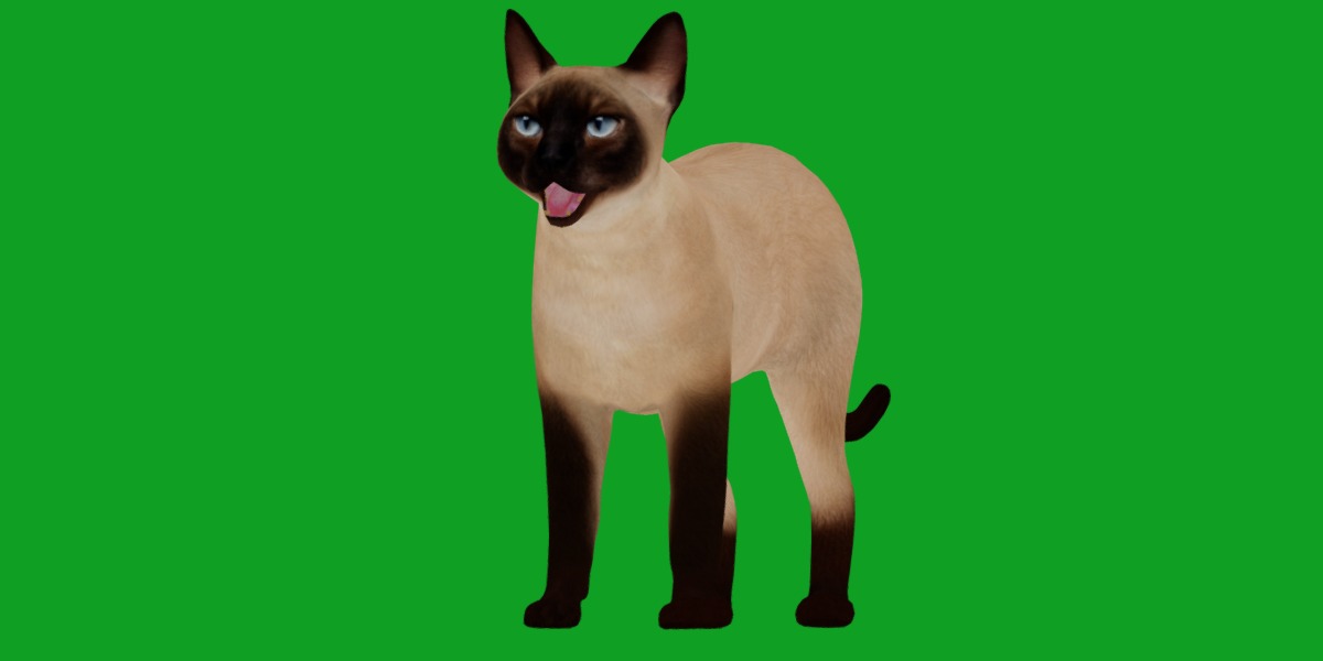 Tonkinese Cat Low-poly 3D model_11