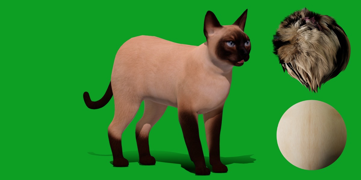 Tonkinese Cat Low-poly 3D model_3
