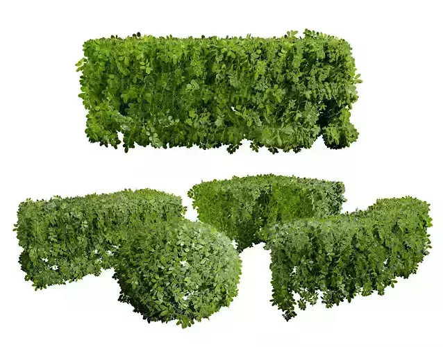 Game ready Boxwood plants collection Low-poly 3D model