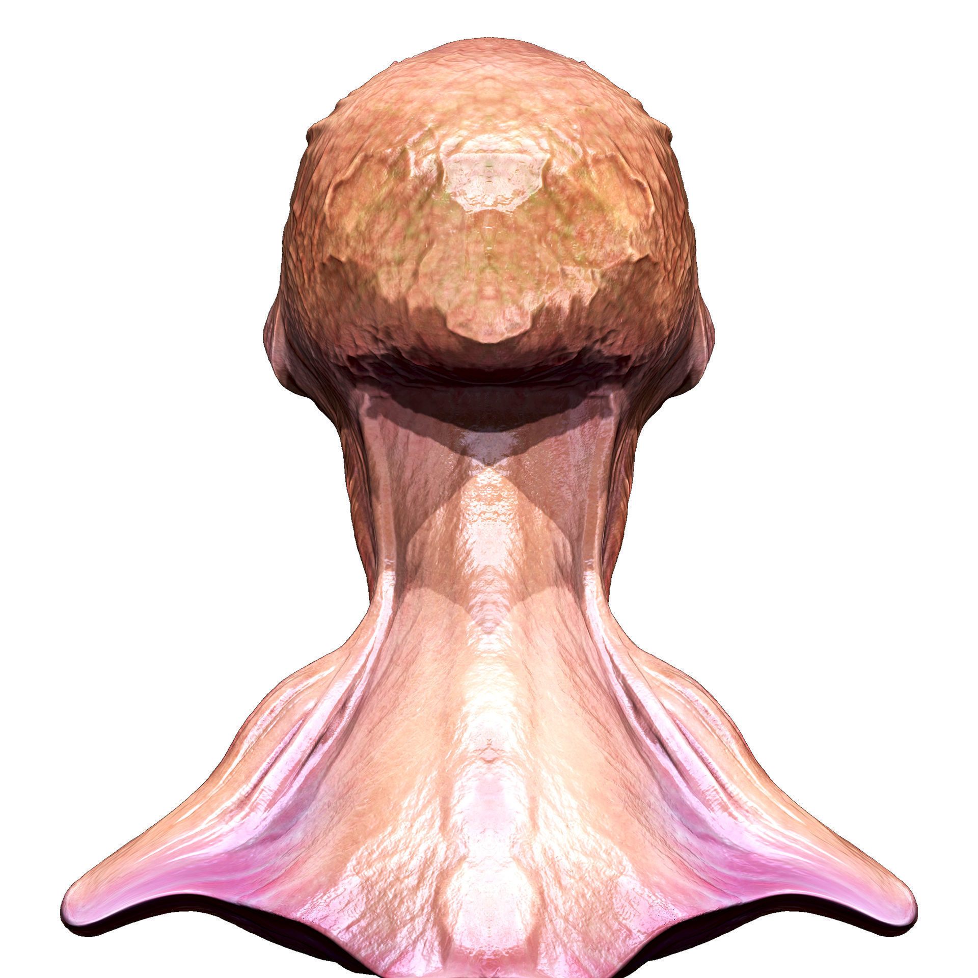 Morphos Titan Low-poly 3D model_3