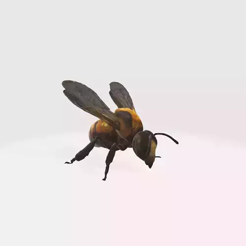 Realistic Honey Bee