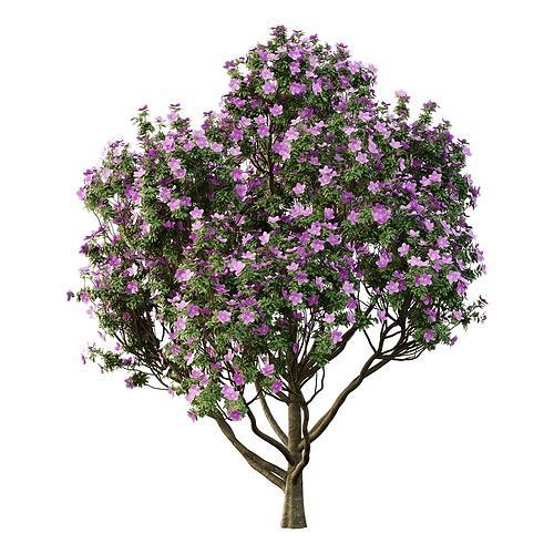 Tibouchina Semidecandra Tree10 3D model