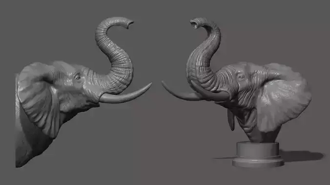 Elephant raised its head