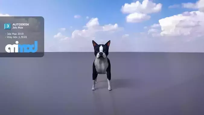 Boston Terrier Dog