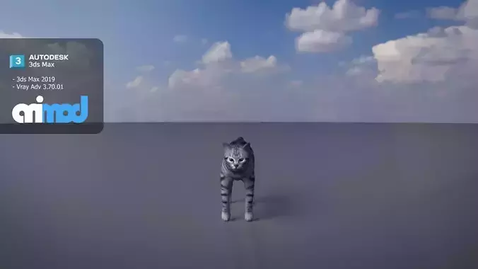 Cat American Shorthair