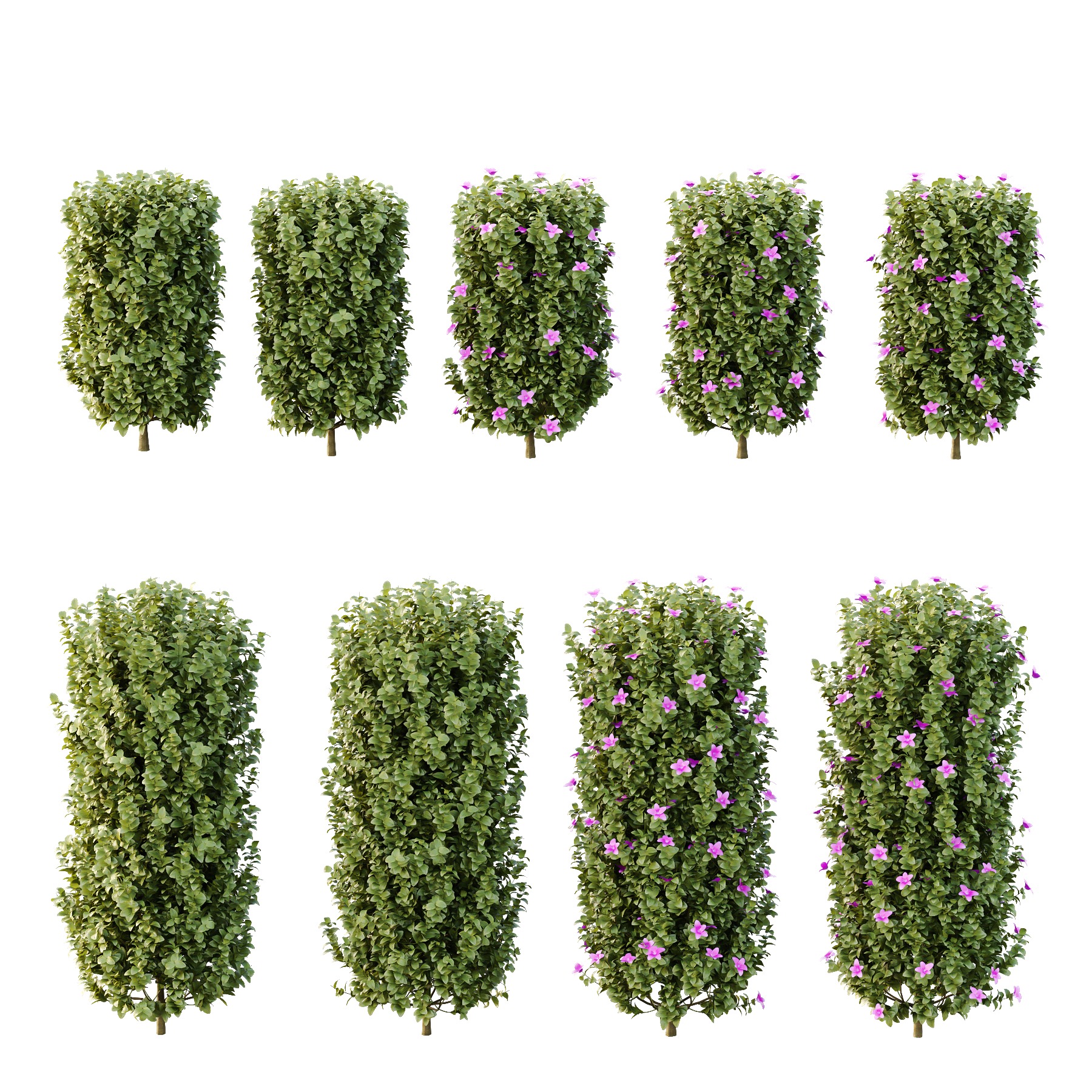 Tibouchina Semidecandra Bush 06 3D model_1