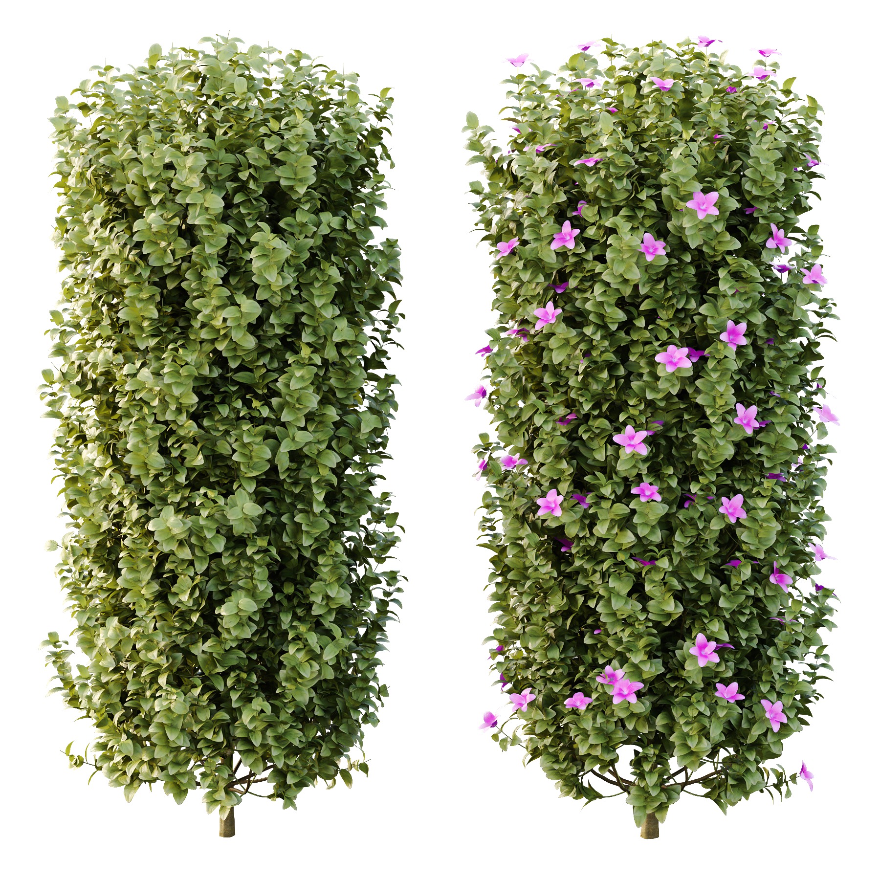 Tibouchina Semidecandra Bush 06 3D model_2