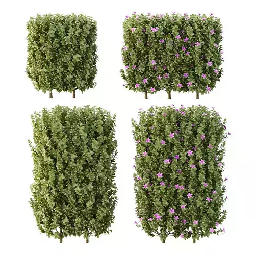 Tibouchina Semidecandra Bush 06 3D model