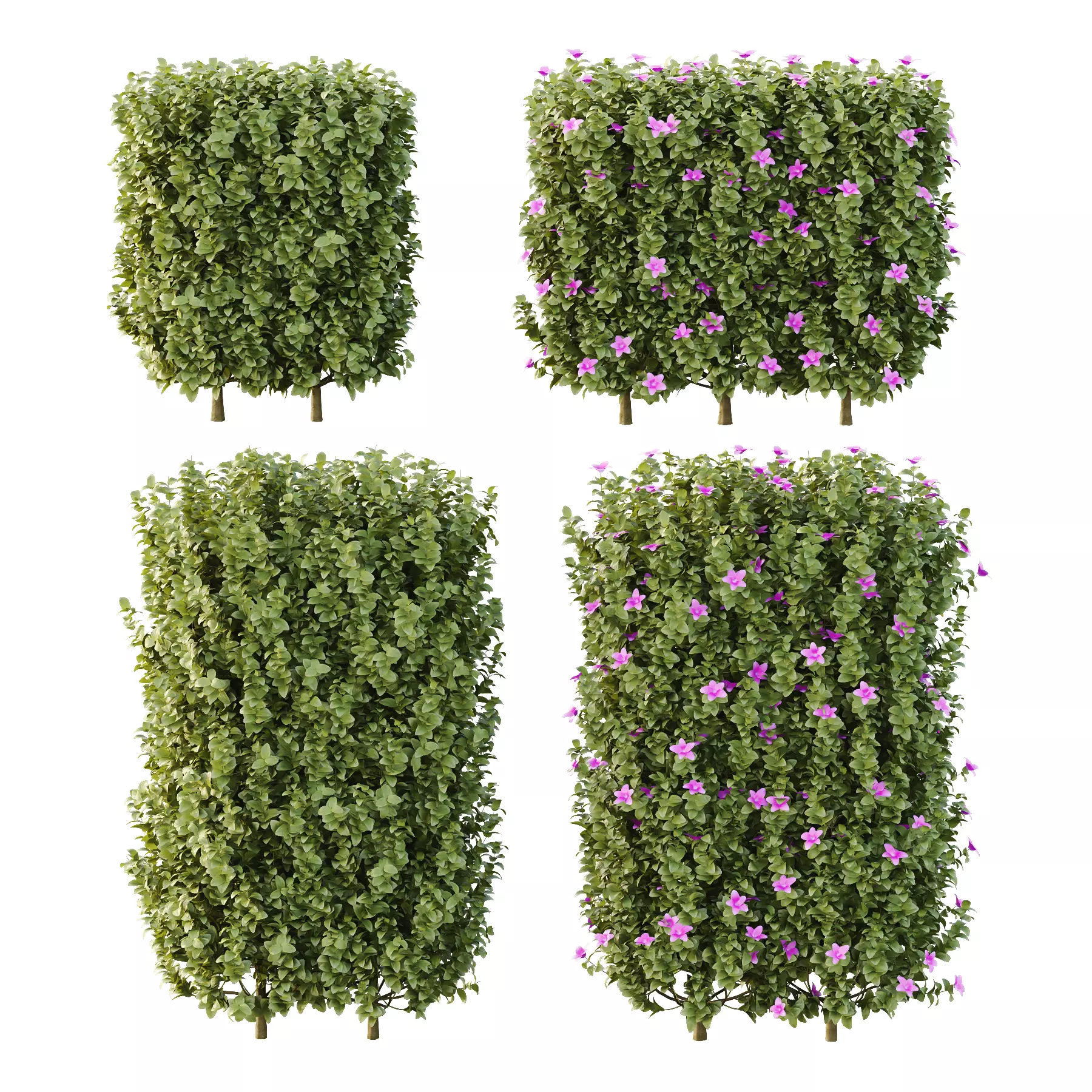 Tibouchina Semidecandra Bush 06 3D model_0