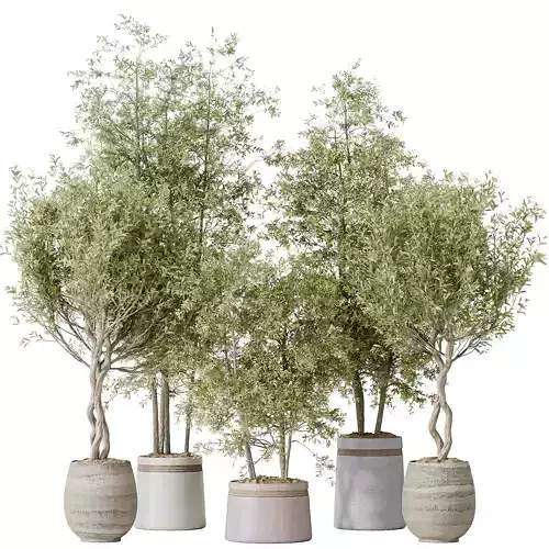 Indoor plants set 124 Mission Kalamata Leccino Arbequina