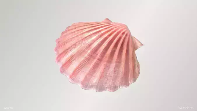 Scallop Shell Low-poly 3D model