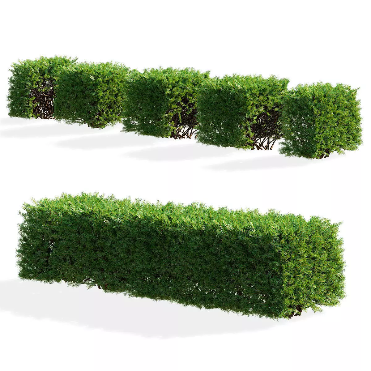 Picea abies hedge low 3D model