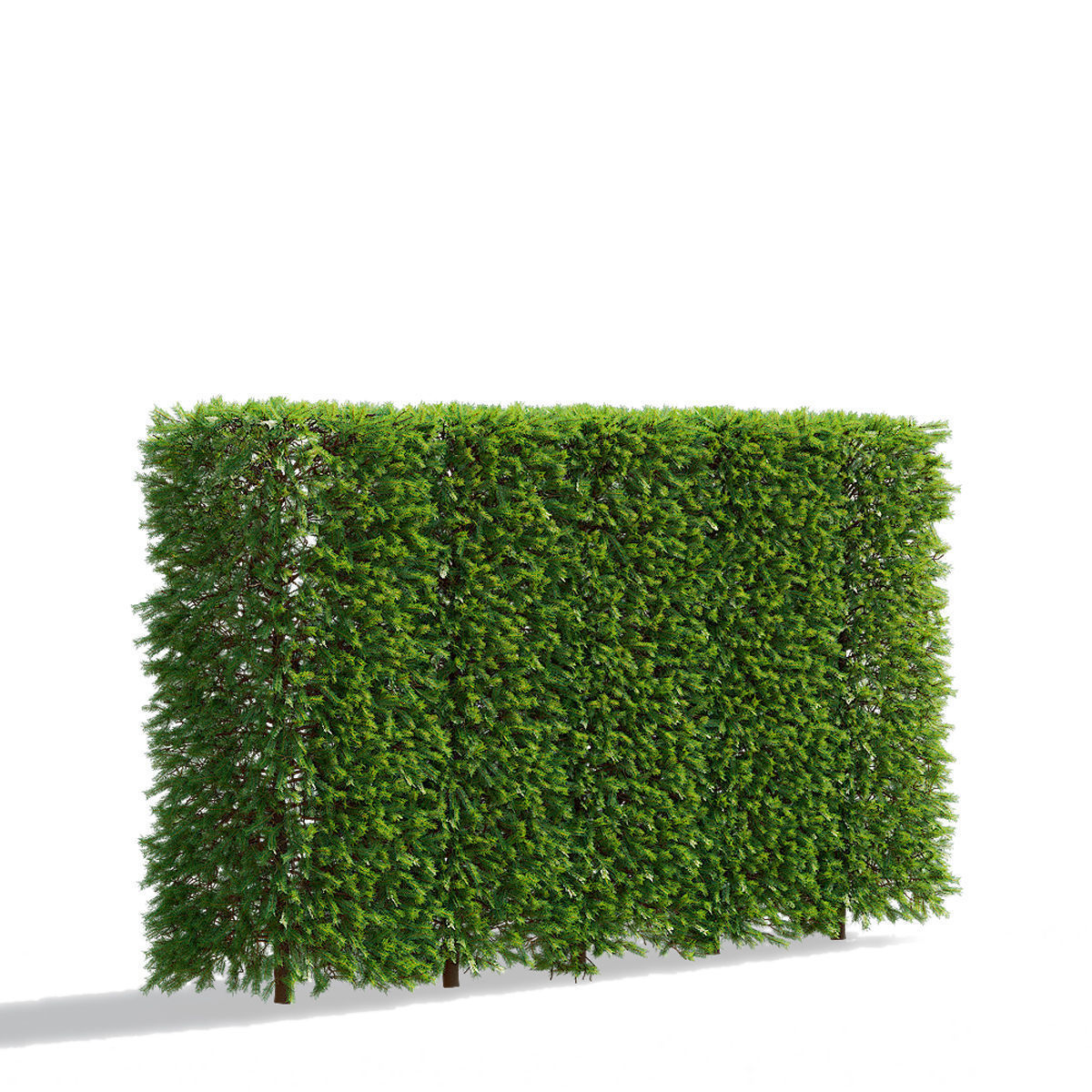 Picea abies hedge high 3D model_1