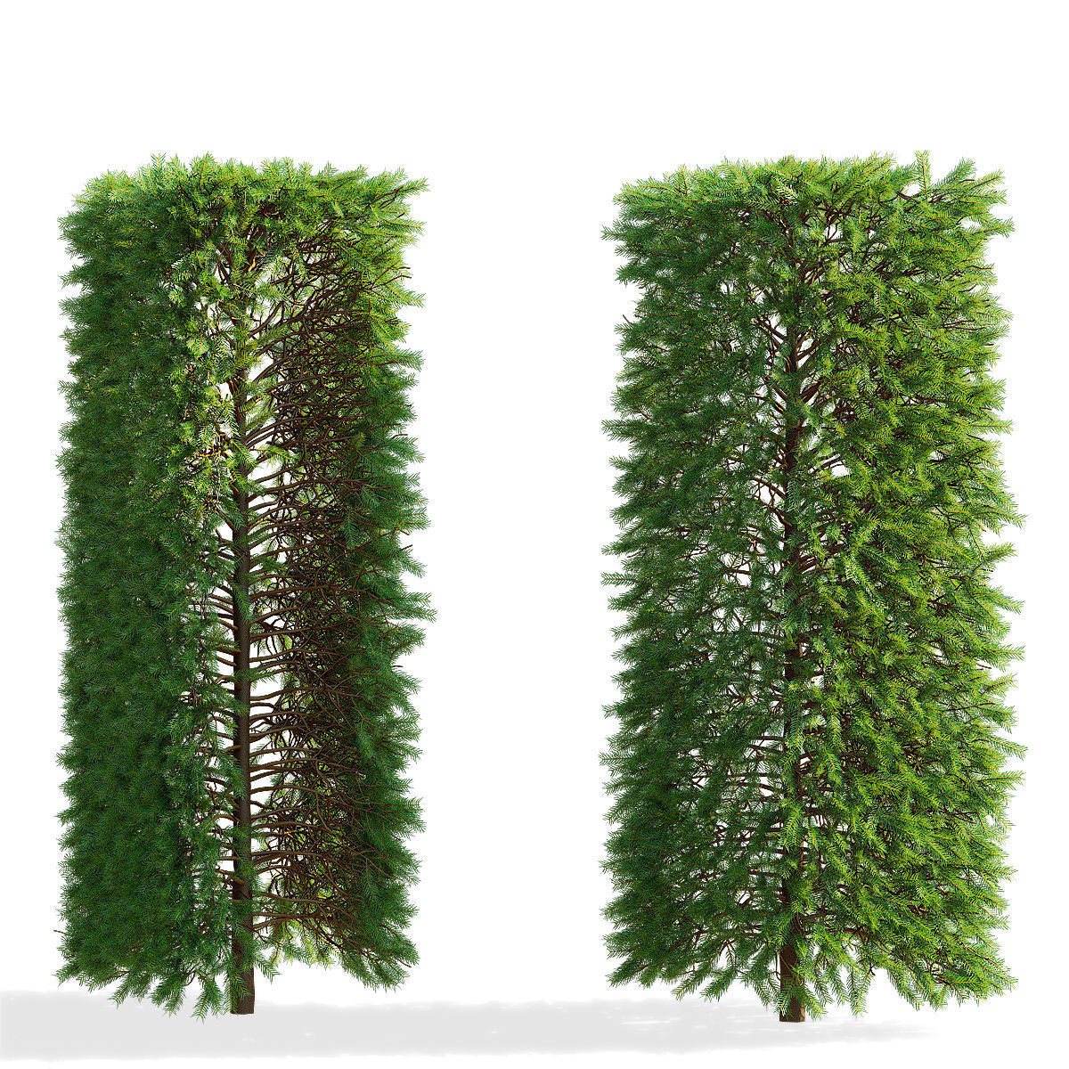 Picea abies hedge high 3D model_5
