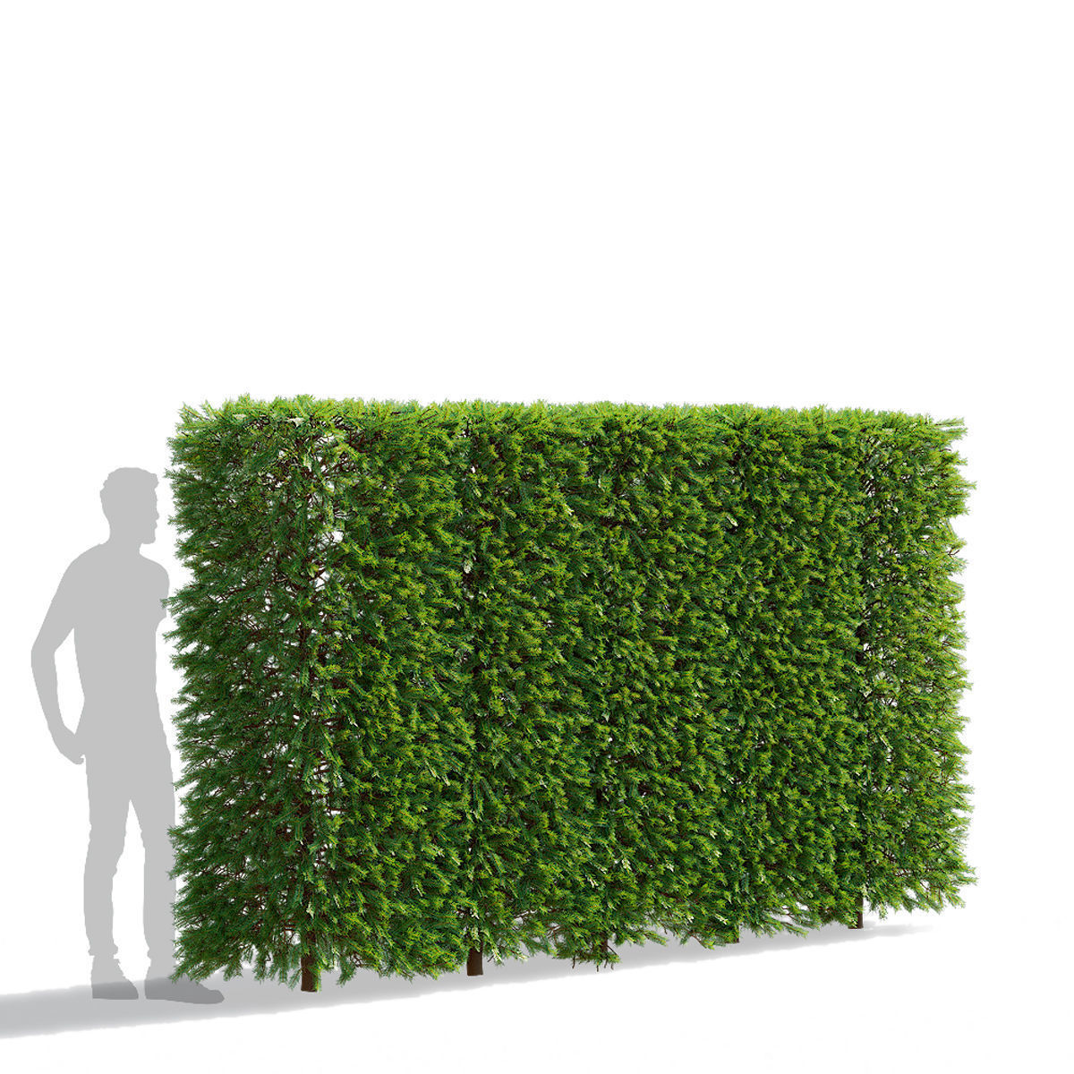 Picea abies hedge high 3D model_2