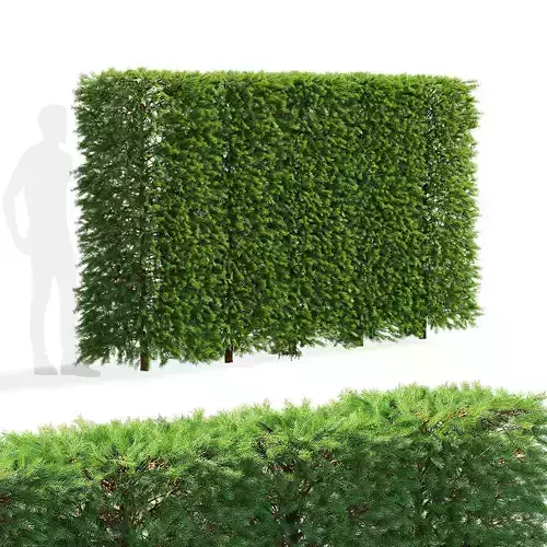 Picea abies hedge high