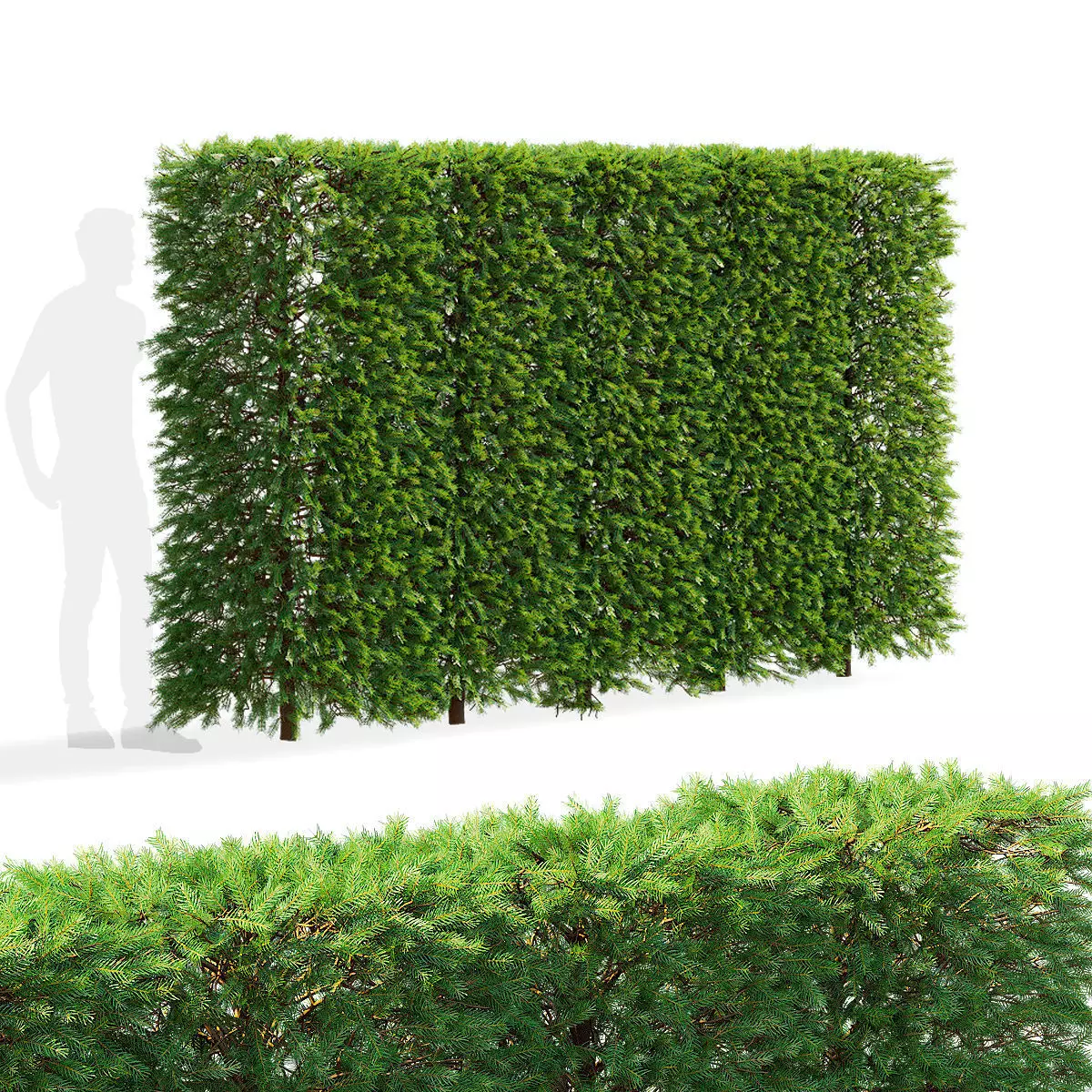 Picea abies hedge high 3D model_0