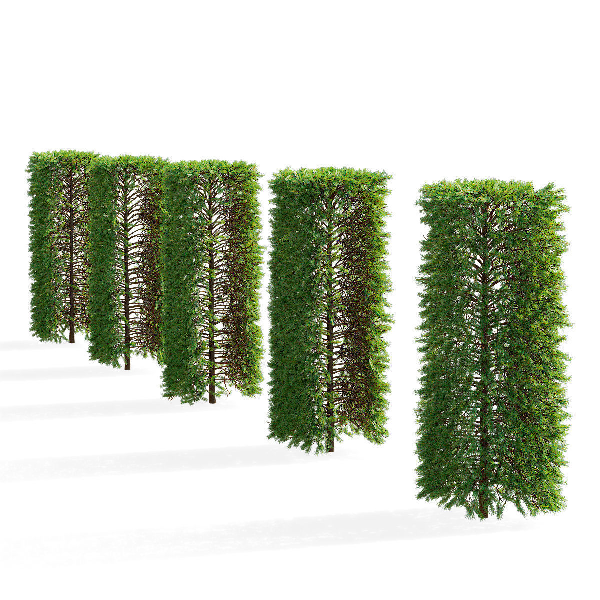 Picea abies hedge high 3D model_3
