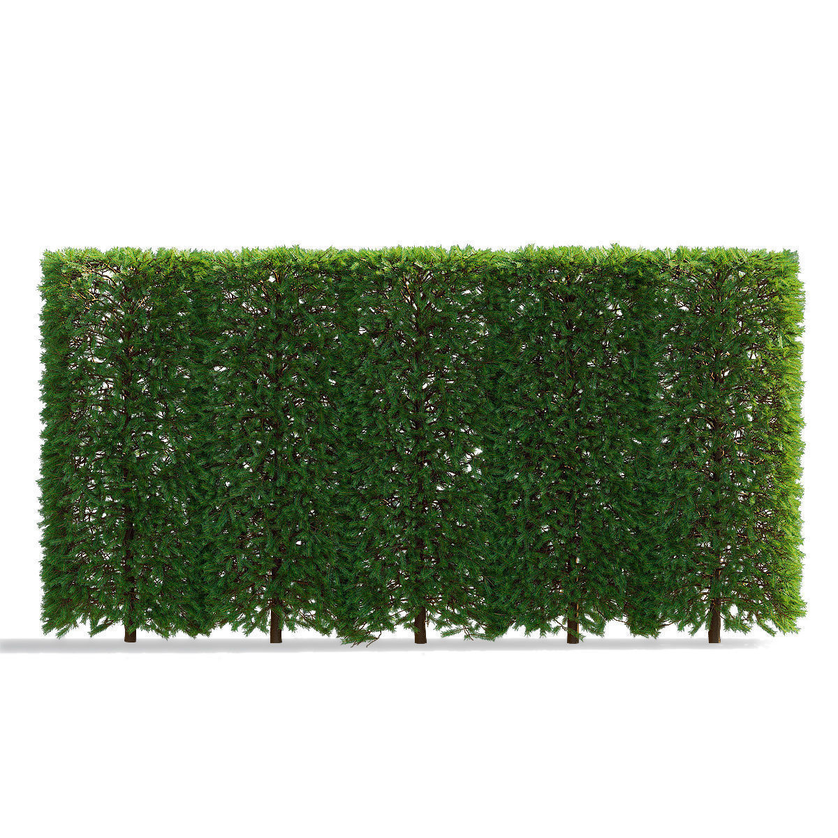 Picea abies hedge high 3D model_7