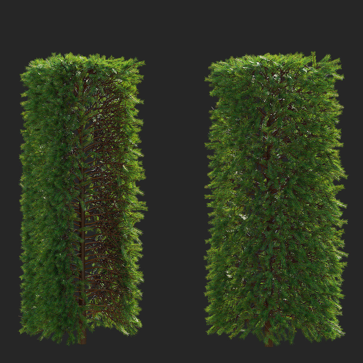 Picea abies hedge high 3D model_4