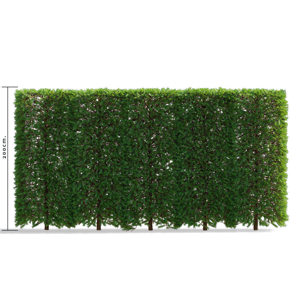 Picea abies hedge high 3D model_8