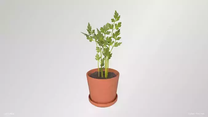 Parsley Pot Plant 