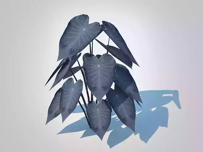 Plant  Colocasia esculenta -Black Taro