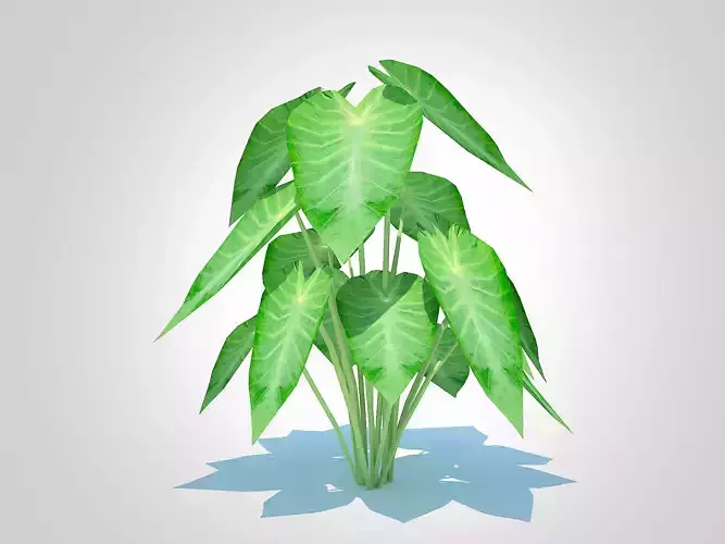 Plant  Colocasia esculenta -Green Taro