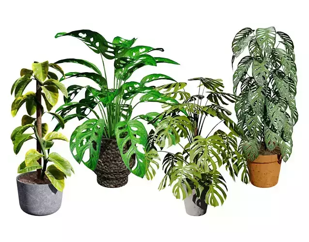 Monstera Plant 3D Model Low-poly 3D model