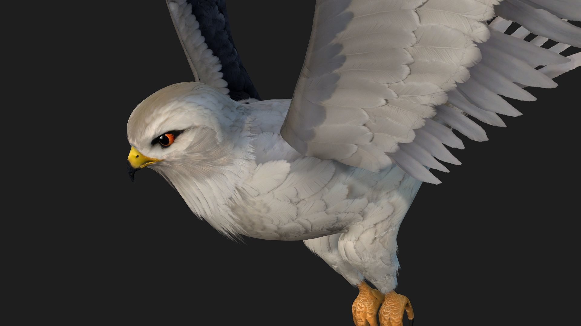 Falcon-A1 3D model_11