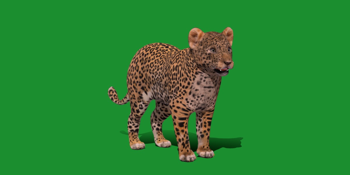 Leopard Cub Low-poly 3D model_18