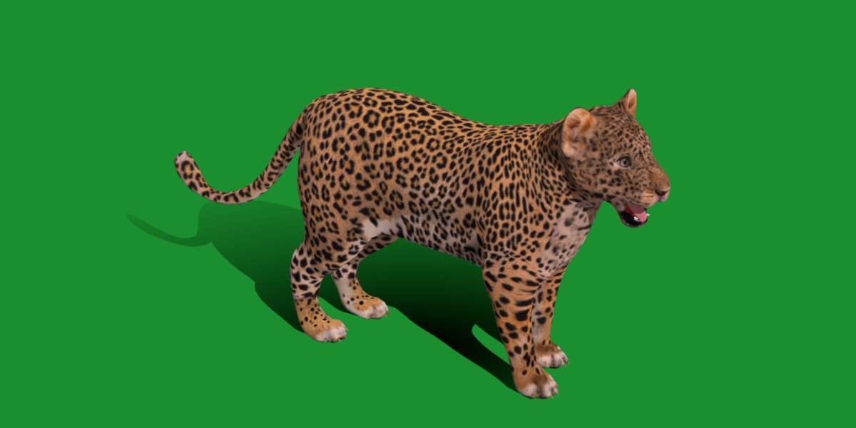 Leopard Cub Low-poly 3D model_12