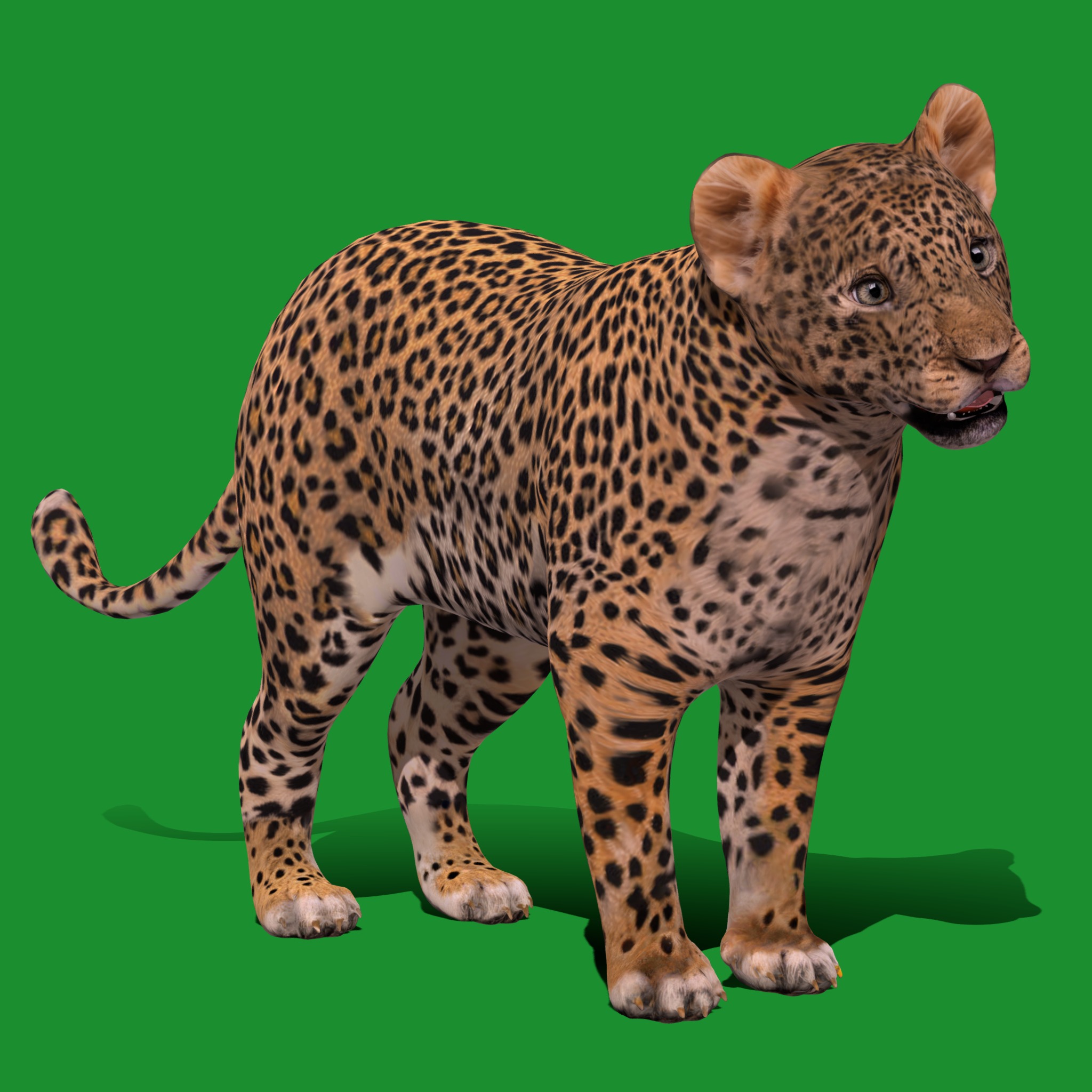Leopard Cub Low-poly 3D model_17