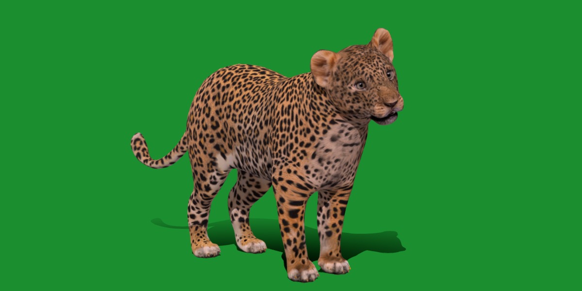 Leopard Cub Low-poly 3D model_25