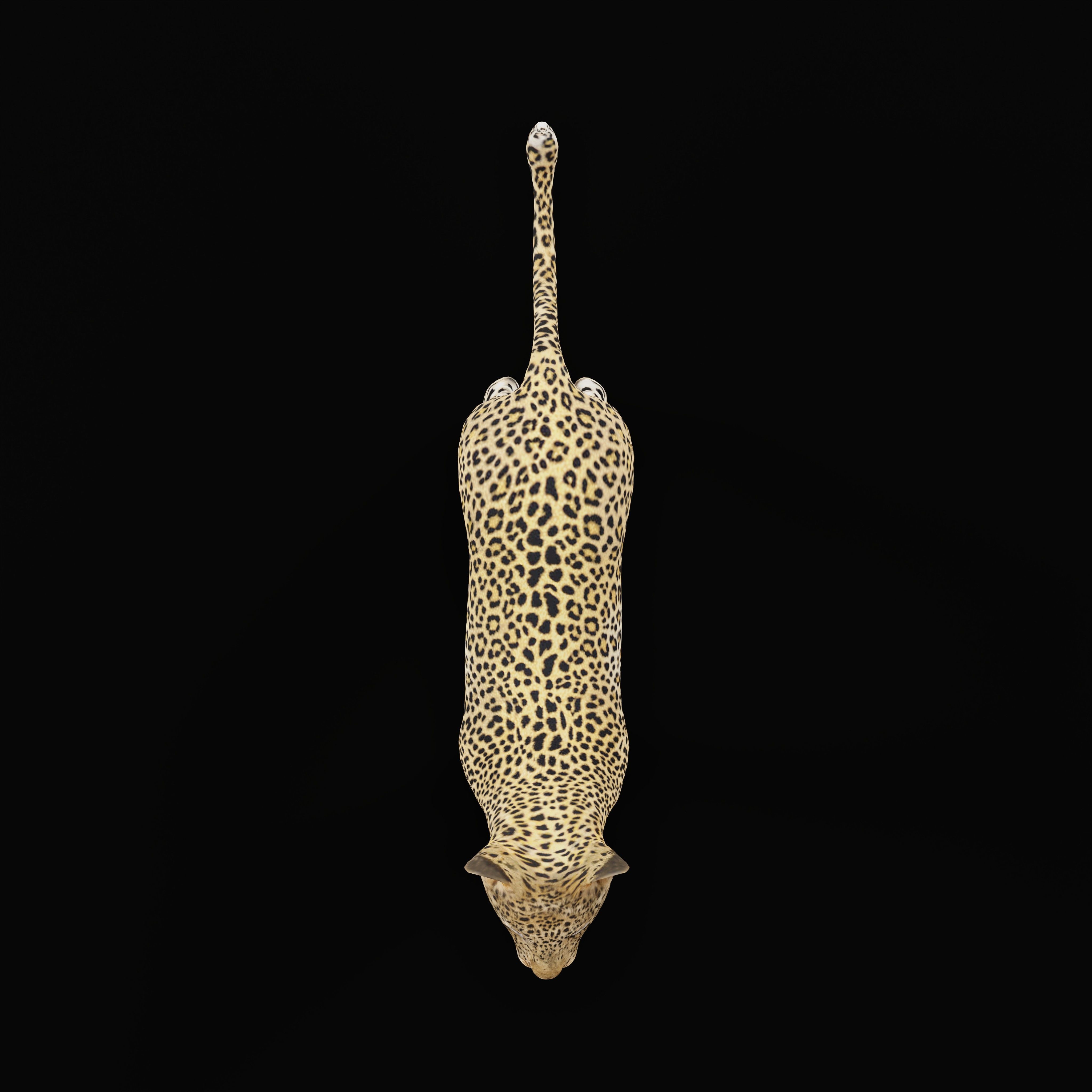 Leopard Cub Low-poly 3D model_29