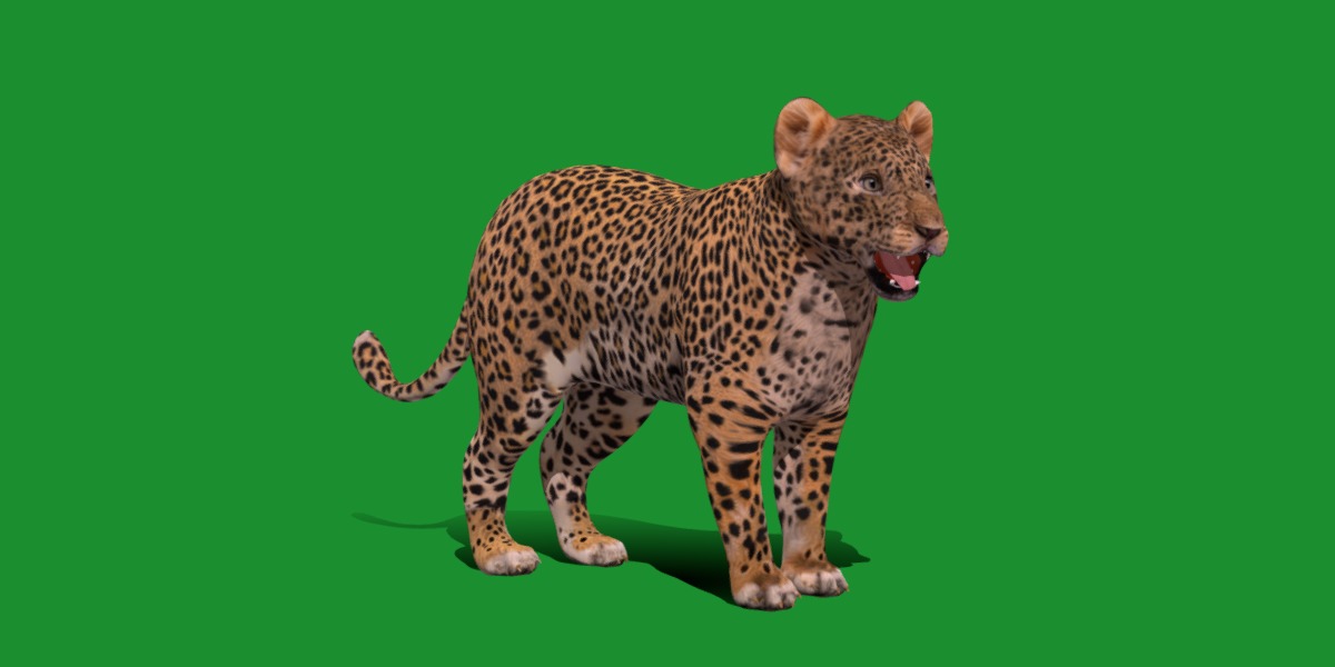Leopard Cub Low-poly 3D model_24