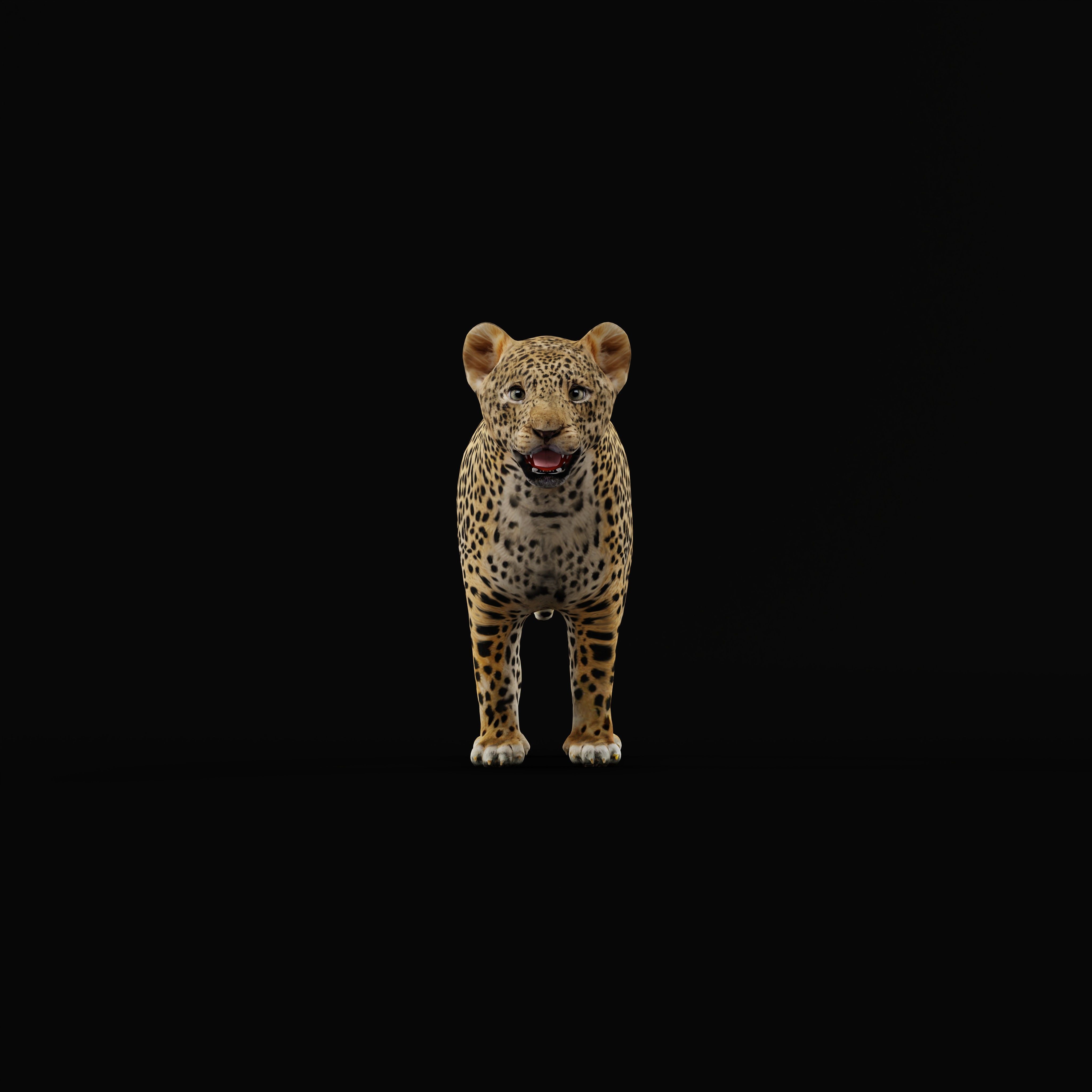 Leopard Cub Low-poly 3D model_27