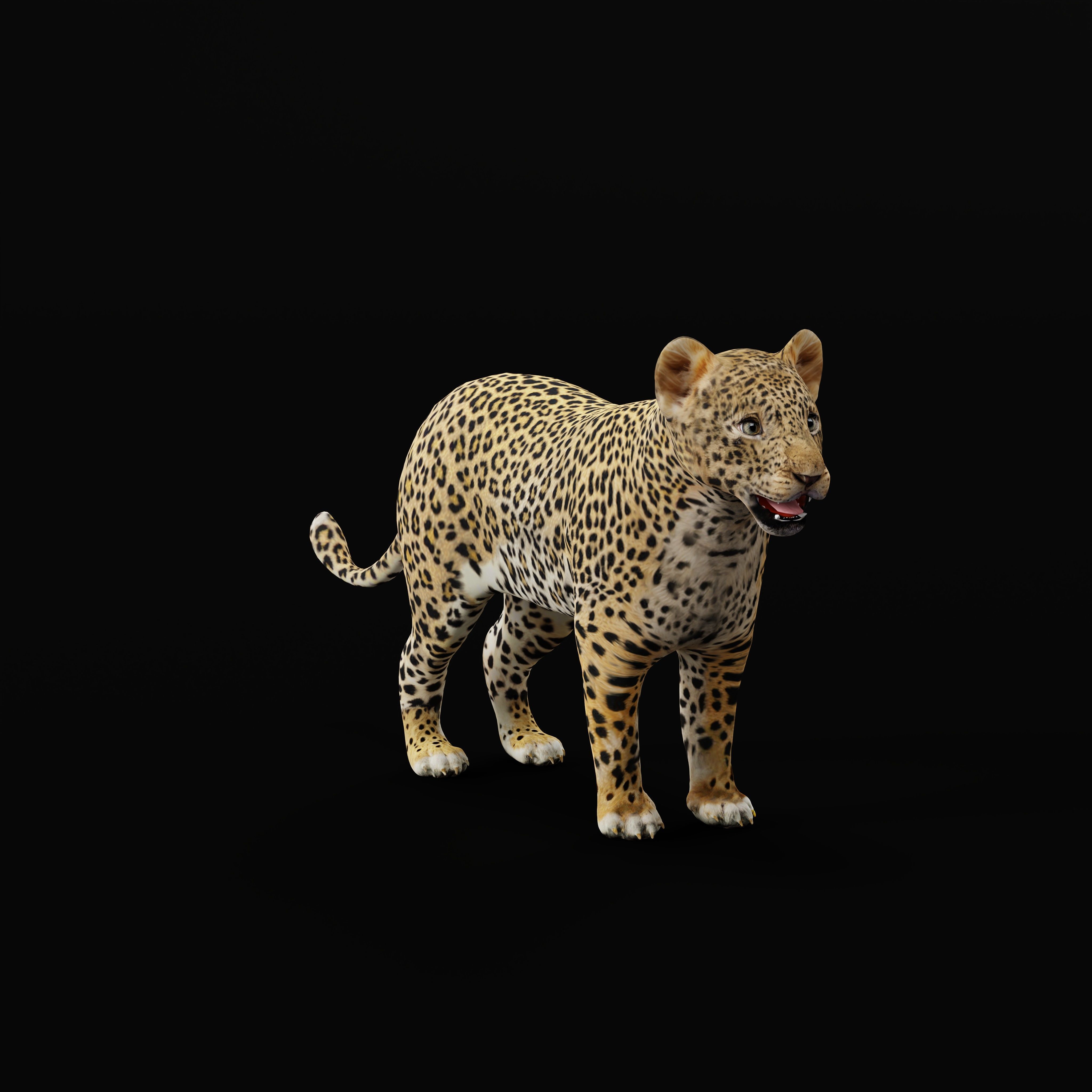 Leopard Cub Low-poly 3D model_26